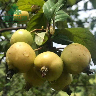 Quả táo mèo