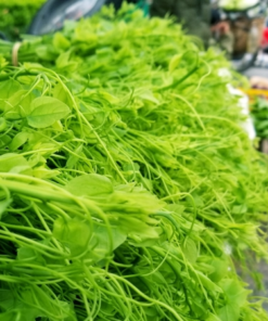 Rau bò khai đúng vụ thơm ngon