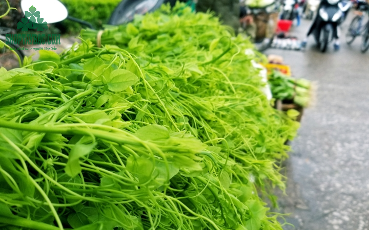 Rau bò khai đúng vụ thơm ngon
