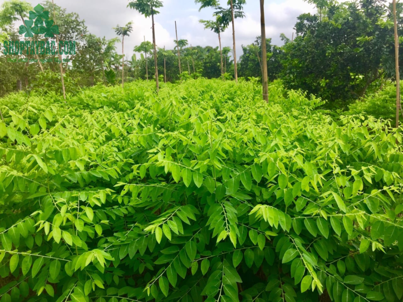 Rau ngót đồi Hòa Bình (2 KG)