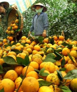 Thu hoạch cam Cao Phong