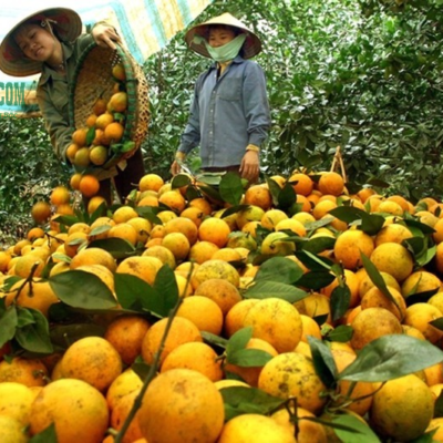 Thu hoạch cam Cao Phong