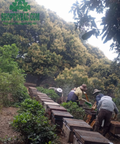 Thu hoạch mật ong nhãn đúng vụ