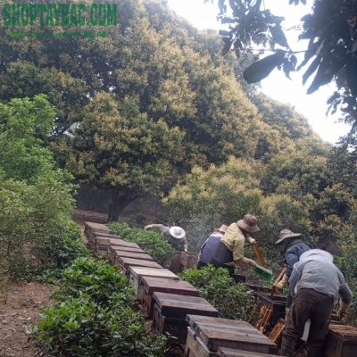 Thu hoạch mật ong nhãn đúng vụ