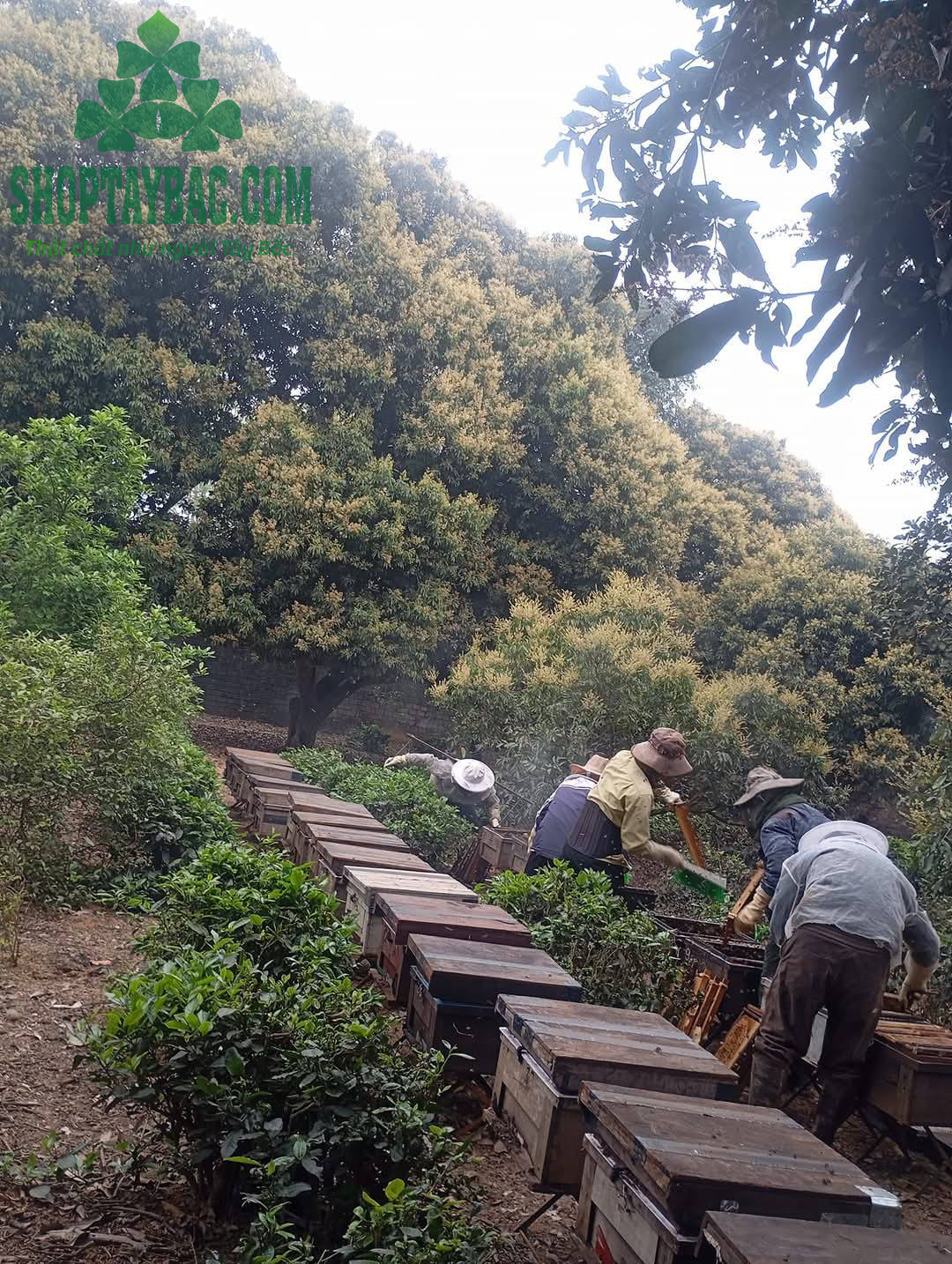Thu hoạch mật ong nhãn đúng vụ