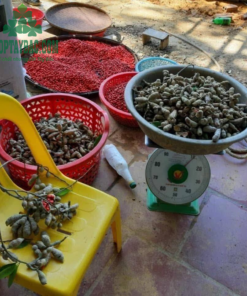 Thu mua hạt dổi nếp từ bà con Hòa Bình