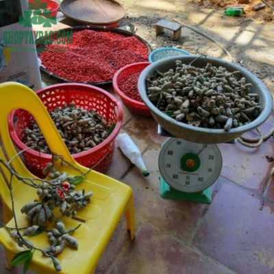 Thu mua hạt dổi nếp từ bà con Hòa Bình