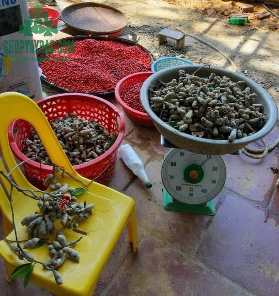 Thu mua hạt dổi nếp từ bà con Hòa Bình