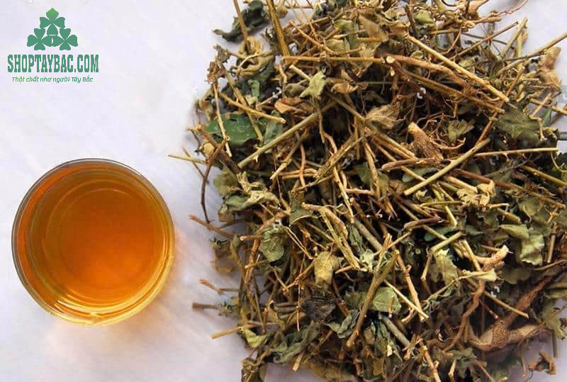 Trà cà gai leo hỗ trợ chức năng gan