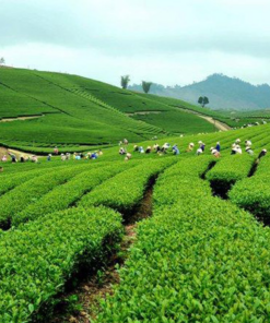 Vẻ đẹp nông trường chè khi vào mùa thu hoạch