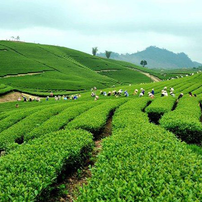 Vẻ đẹp nông trường chè khi vào mùa thu hoạch