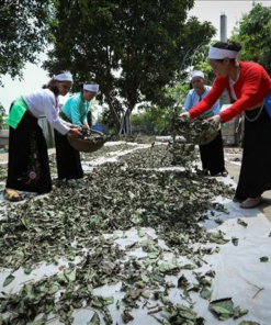 Xạ đen Hòa Bình được thu hái, phơi sấy thủ công