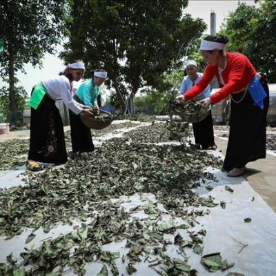 Xạ đen Hòa Bình được thu hái, phơi sấy thủ công