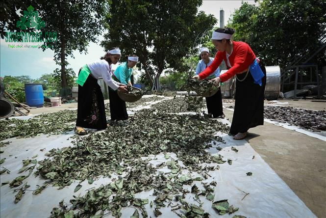 Xạ đen Hòa Bình được thu hái, phơi sấy thủ công