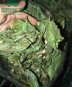 Xạ đen sấy khô tự nhiên