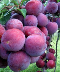 Mận hậu Sơn La (1 kg)