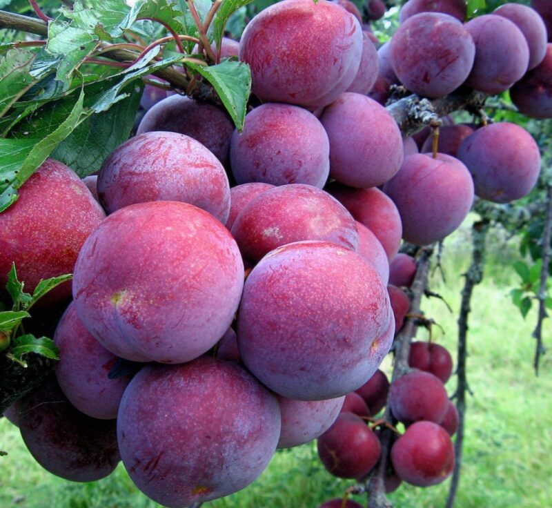Mận hậu Sơn La (1 kg)