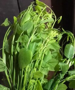 Rau bò khai Tây Bắc (1kg)