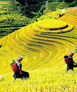 ruộng bậc thang trồng lúa nếp nương
