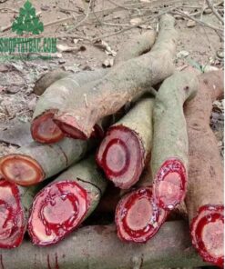Cây cỏ máu tốt cho da, giúp da dẻ hồng hào, sáng mịn