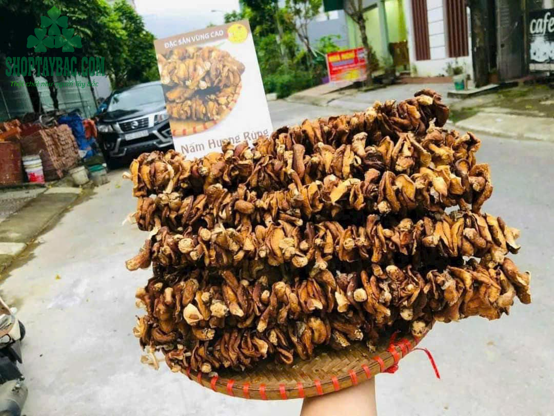 Nấm hương rừng xiên que loại 1