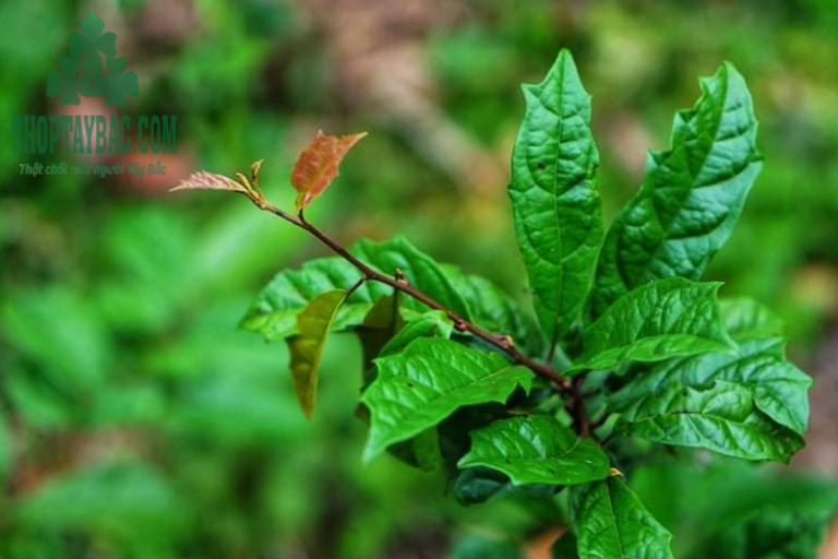 Cây xạ đen Hòa Bình