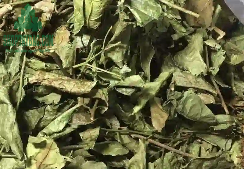 Xạ đen khô Hòa Bình