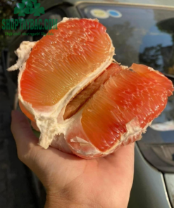 Bưởi da xanh đúng vụ tháng 10 -12 dương lịch