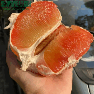 Bưởi da xanh đúng vụ tháng 10 -12 dương lịch