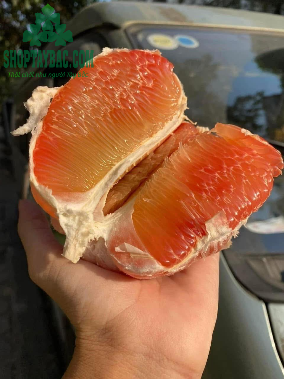 Bưởi da xanh đúng vụ tháng 10 -12 dương lịch
