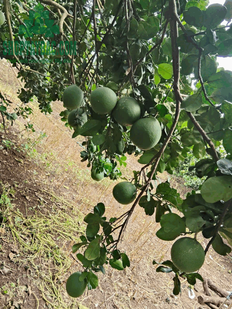 Bưởi da xanh Hòa Bình - 1kg