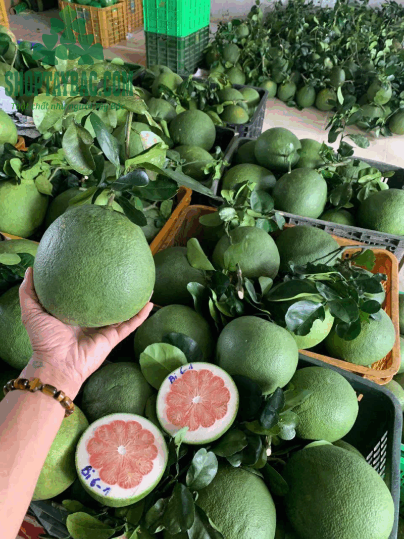 Bưởi da xanh Hòa Bình - 1kg