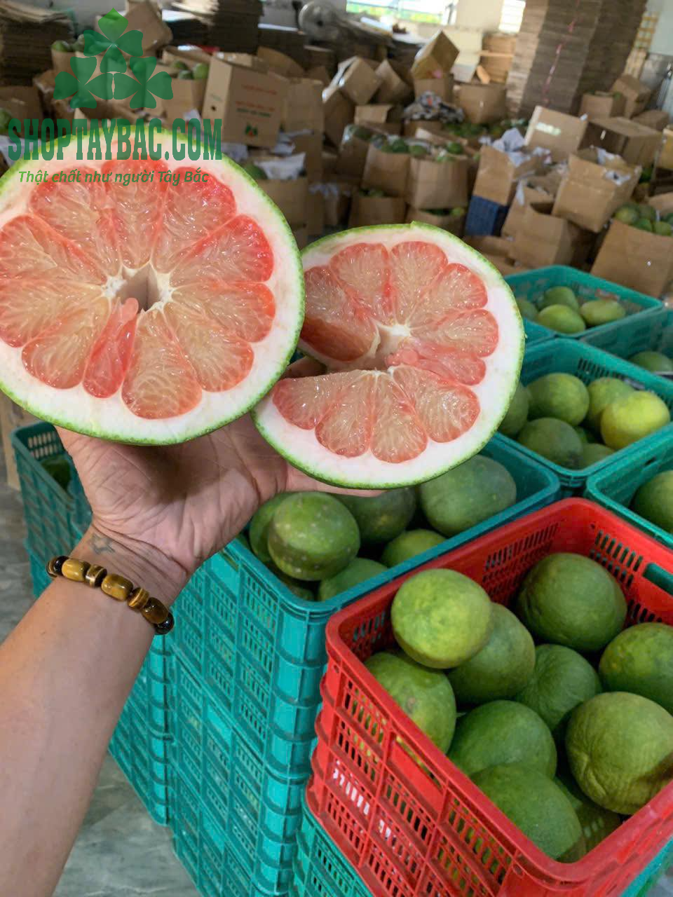Mùa thu hoạch bưởi da xanh tại Hòa Bình