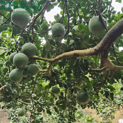 Vườn bưởi da xanh tại Hòa Bình