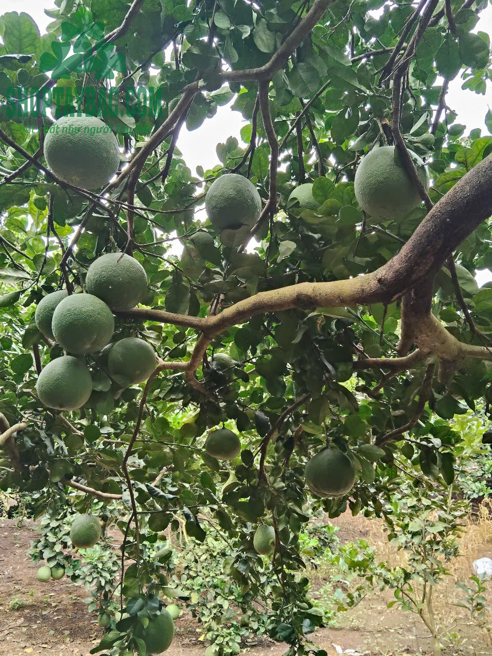 Vườn bưởi da xanh tại Hòa Bình