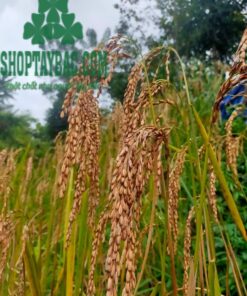 Lúa Séng Cù tại Mường Khương, Lào Cai