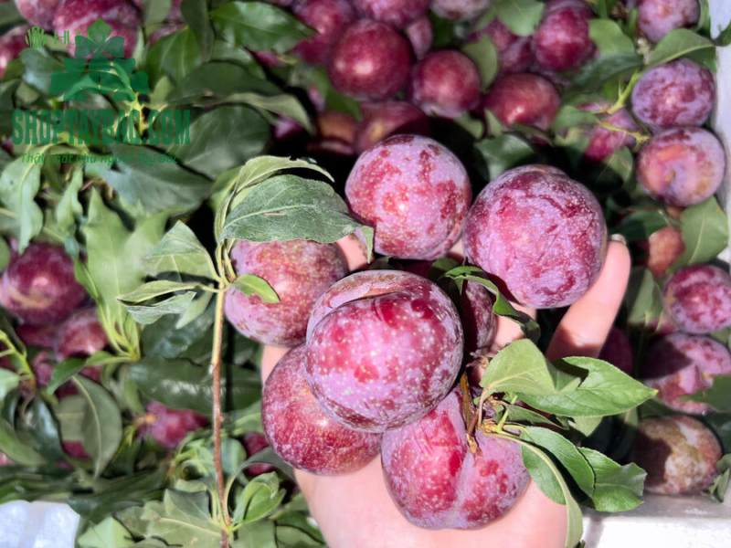 Bưởi da xanh Hòa Bình - 1kg