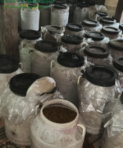 Kho sản xuất rượu men lá