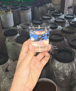 Rượu men lá Sơn La