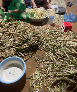 Bóc vỏ măng sau khi thu hoạch từ rừng về