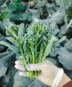 Rau cải ngồng (cải làn) (1 kg)