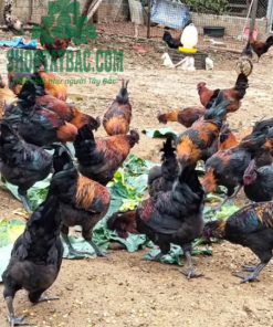Gà đen H'mông nuôi thả tự nhiên