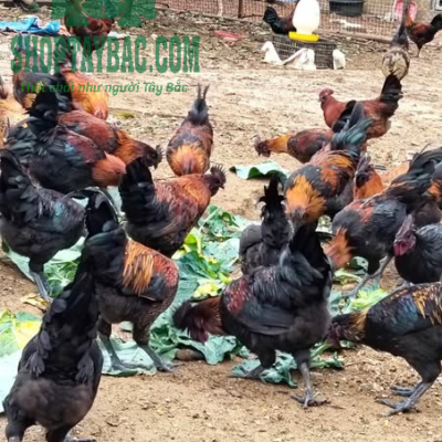 Gà đen H'mông nuôi thả tự nhiên