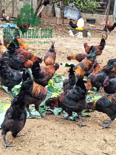 Gà đen H'mông nuôi thả tự nhiên