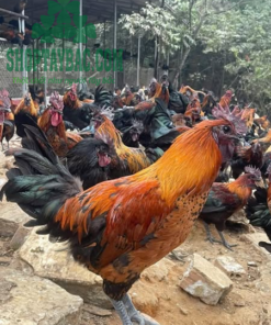 Gà đen H'mông tại Hà Nội