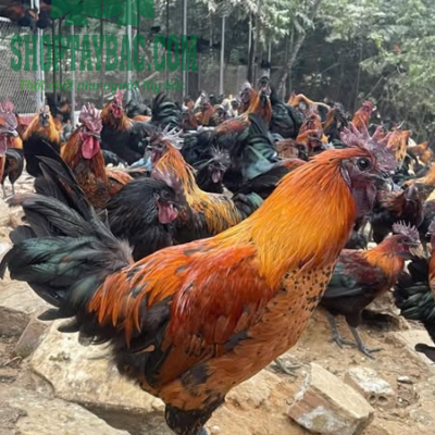 Gà đen H'mông tại Hà Nội