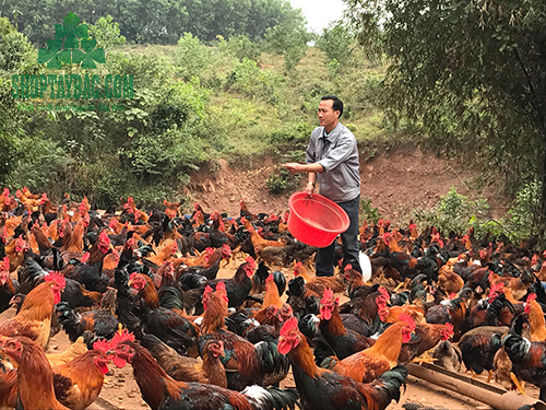 Gà thả đồi Hòa Bình