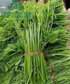 Ngọn su su Sơn La (1 kg)