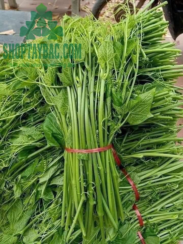 Ngọn su su tươi ngon