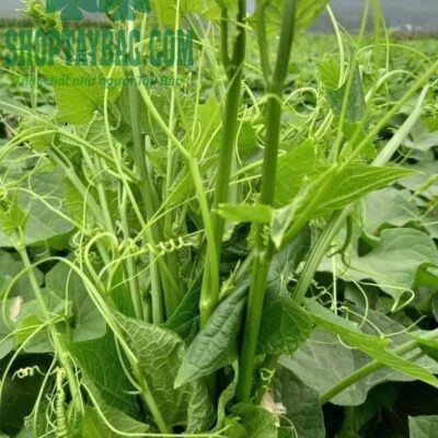 Ngọn su su tươi sạch từ nông trại Mộc Châu